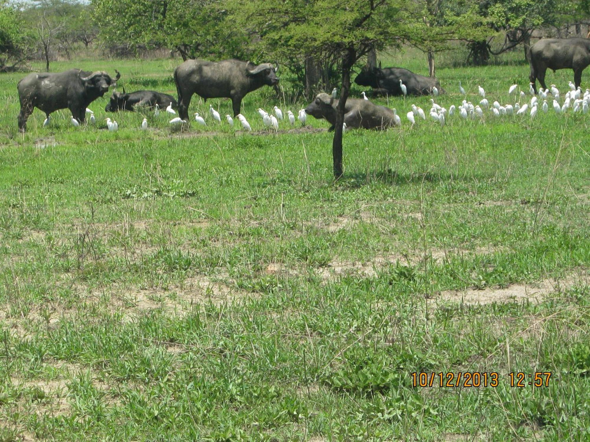 Lochinvar Safari Lodge Of Lochinvar National Park - Zambia المظهر الخارجي الصورة