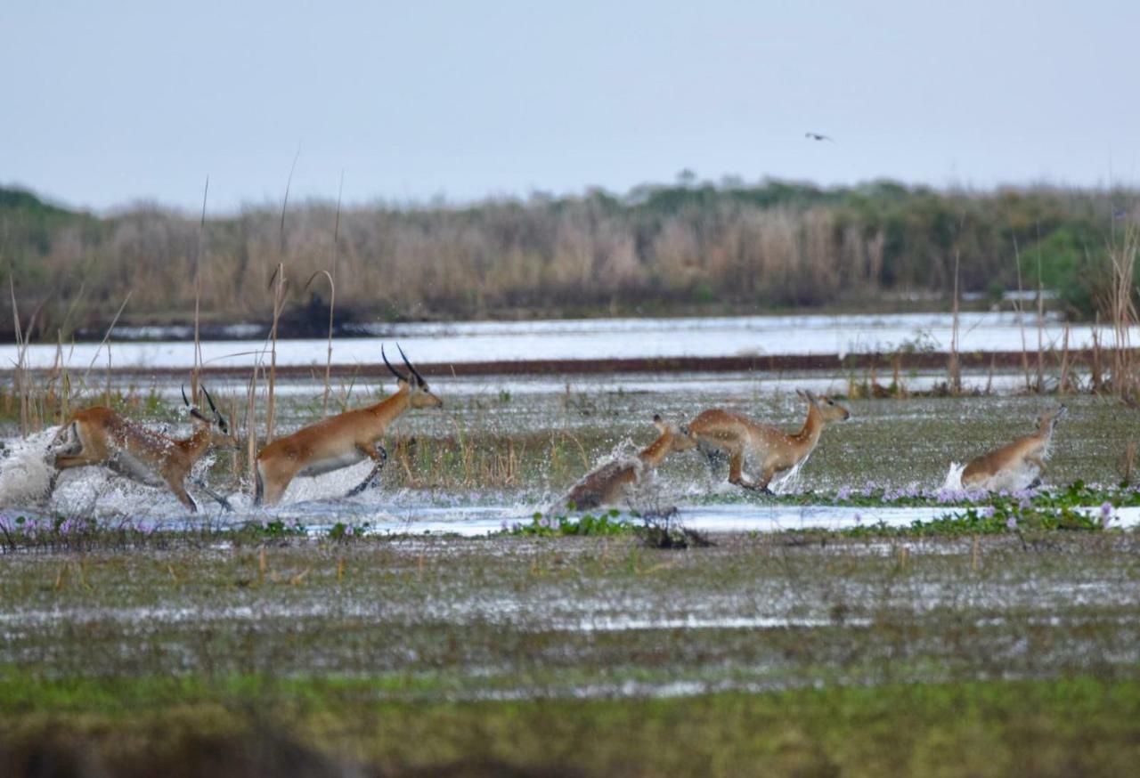 Lochinvar Safari Lodge Of Lochinvar National Park - Zambia المظهر الخارجي الصورة